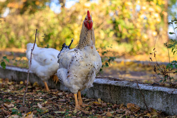 A white chicken stands in a yard with leaves on the ground