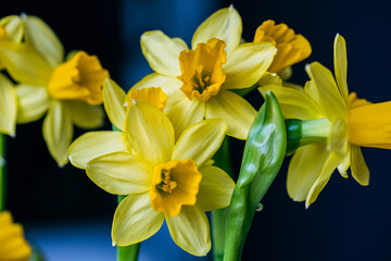 Bright yellow daffodils in full bloom arranged elegantly in a vase against a dark background during spring