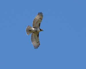 Red tailed hawk soaring in a blue sky