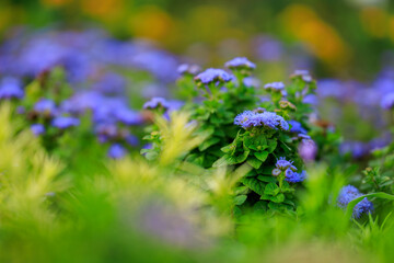A field of blue flowers with green leaves
