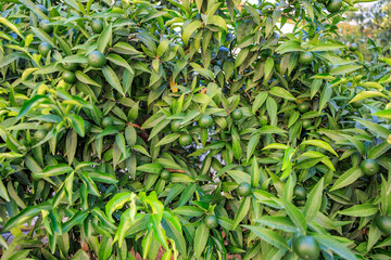 A tree with green leaves and small fruits