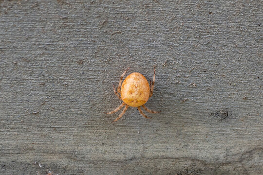 Araneus gemmoides, Cat-Faced Spider on the concrete wall