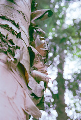 Birch trees from a northern provincial park in Ontario.