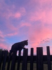 Cat on fence