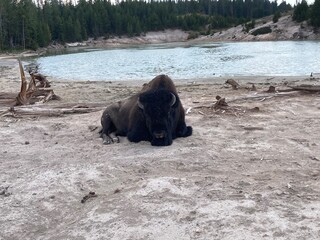bison in the mountains