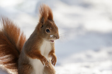 “Smiling” red squirrel (Sciurus vulgaris) sitting upright in the snow. Urban park. Kraków, Poland. Copy space. Place for adding text or design. Close-up