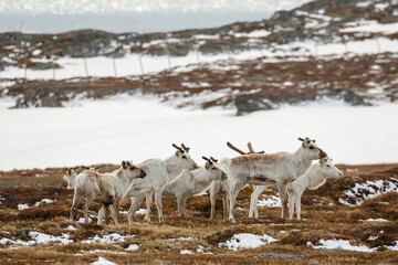 A herd of reindeer (Rangifer tarandus tarandus) in winter coats standing in a field in a winter/early spring scenery. Varanger, Norway © Agnieszka