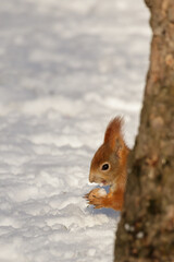 Red squirrel (Sciurus vulgaris) hidden behind a tree, with a nut in its paws, with snow in its open mouth. Feeding animals in winter. Urban park. Copy space. Place for text. Kraków, Poland