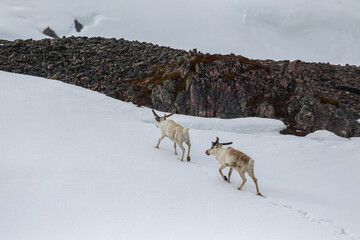 Two reindeer (Rangifer tarandus tarandus) in winter coats walking peacefully uphill through a snow-covered field. Varanger, Norway © Agnieszka