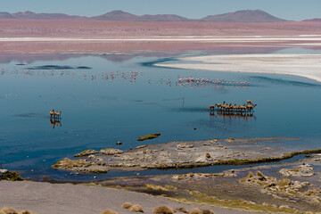 High-Altitude Landscape of Laguna Colorada in Bolivia&rsquo;s Altiplano with Flamingos, Vicu&ntilde;as, and Volcanic Peaks