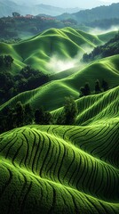 Fototapeta premium Lush green terraced hills create a serene and picturesque landscape.
