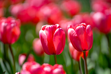 Spring garden. Beautiful tulip flowers on spring nature. Close-up of closely bundled pink tulips. Tulip field. Spring tulip. Red tulips flowers in spring garden.