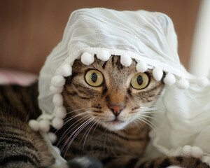 A wide-eyed tabby cat with a curious expression, playfully draped in a white, pom-pom-trimmed...