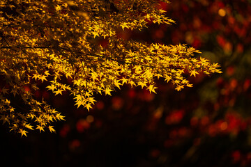 Autumn leaves of maple trees. Sunny autumn natural background. Autumn fall leaves in sunlight. Natural autumn background. Autumnal background. Foliage, falling leaves background.