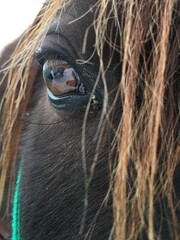 Horse eye