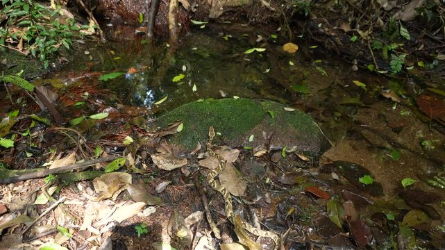 Jararaca Snake in Brazilian Forest