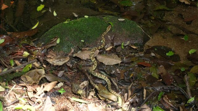 Jararaca Snake in Brazilian Forest