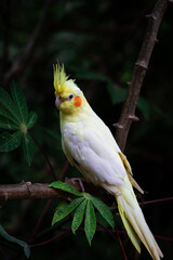Bird photograph 