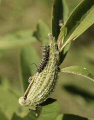 Monarch caterpillar on a milkweed leaf