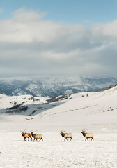 Elk herd roaming through elk refuge in the winter with mountains in the background in Jackson Hole, Wyoming