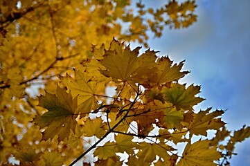 Autumn leaves