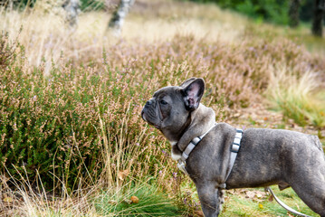 Grey French Bulldog Puppy Running on a Grassy Field, Wearing a Comfortable Dog Harness