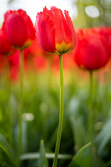 Close-up shot of a Vast Flower Field of Fresh Red Tulips with Green Petals in Full Bloom 
