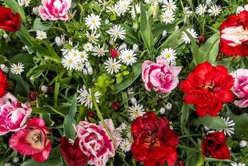 Vast Flower Field of red Roses, Marigold and Daisies in full bloom with green petals 