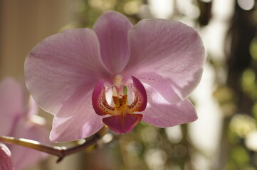 close-up shot of a beautiful pink orchid in full bloom