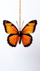 Beautiful orange butterfly on white isolated background.
