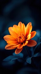 Fototapeta premium Bright orange flower with dark green leaves on a black background.