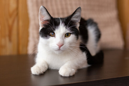 Portrait of a black and yellow cat with an eyesore 