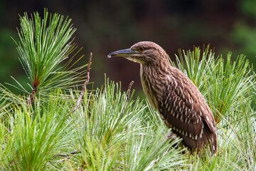 Juvenile Black-Crowned Night Heron On a Branch