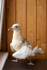 Seagull with a broken wing near the window