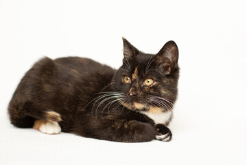 Tortoiseshell cat lies on a white background