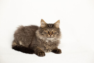 Fluffy tabby kitten lies on a white background