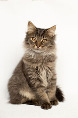 Fluffy tabby kitten sitting on a white background