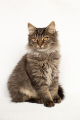 Fluffy tabby kitten sitting on a white background