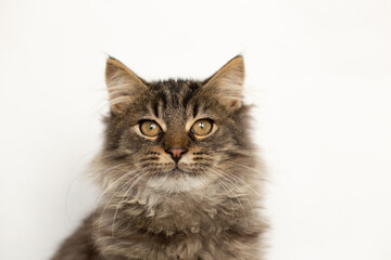 Portrait of a fluffy tabby kitten on a white background