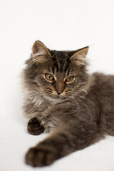 Fluffy tabby kitten lies on a white background