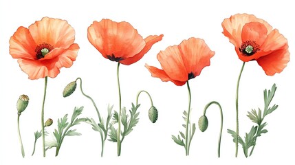 Fototapeta premium Watercolor illustration of five red poppies with green leaves and buds isolated on white background.