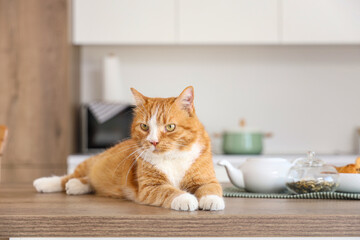 Cute red cat lying on table in kitchen