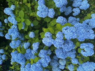 bunch of hydrangea