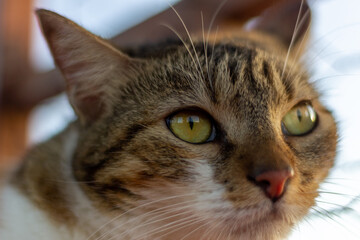 Portrait of a cat with green eyes close-up. Selective focus.