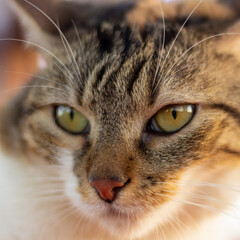 Portrait of a cat with green eyes close-up. Selective focus.