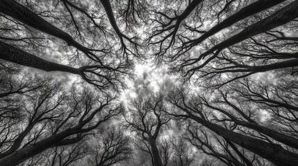 Dark Canopy of Trees Under Dramatic Sky