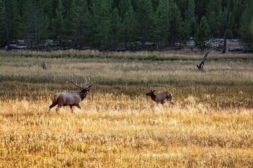Bull Elk Pursuing Cow Elk in the Fall at Yellowstone National Park, Wyoming.