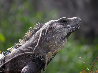 Reptil