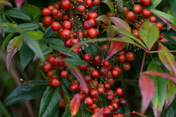 しっかり色づいた南天の実02