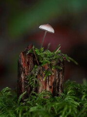mushrooms in the forest